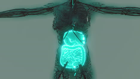 transparent-human-body-with-visible-digestive-system